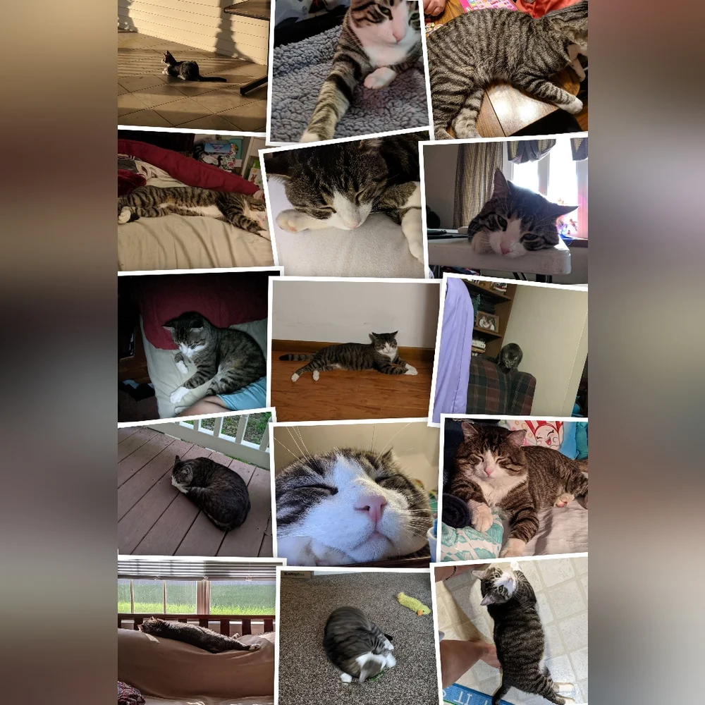 Losing your Cat Comfort Pet Companion